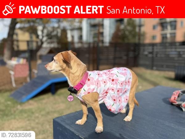 Lost Female Dog last seen Pinebrook Dr & Mossrock, San Antonio, TX 78230