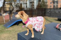 Lost Female Dog last seen Pinebrook Dr & Mossrock, San Antonio, TX 78230
