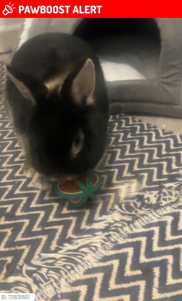 Lost Male Rabbit last seen near horningsham village hall , Horningsham, England BA12 7LP