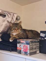 Lost Male Cat last seen Sherwell Avenue Wrexham , Wrexham Principal Area, Wales LL13 9TZ