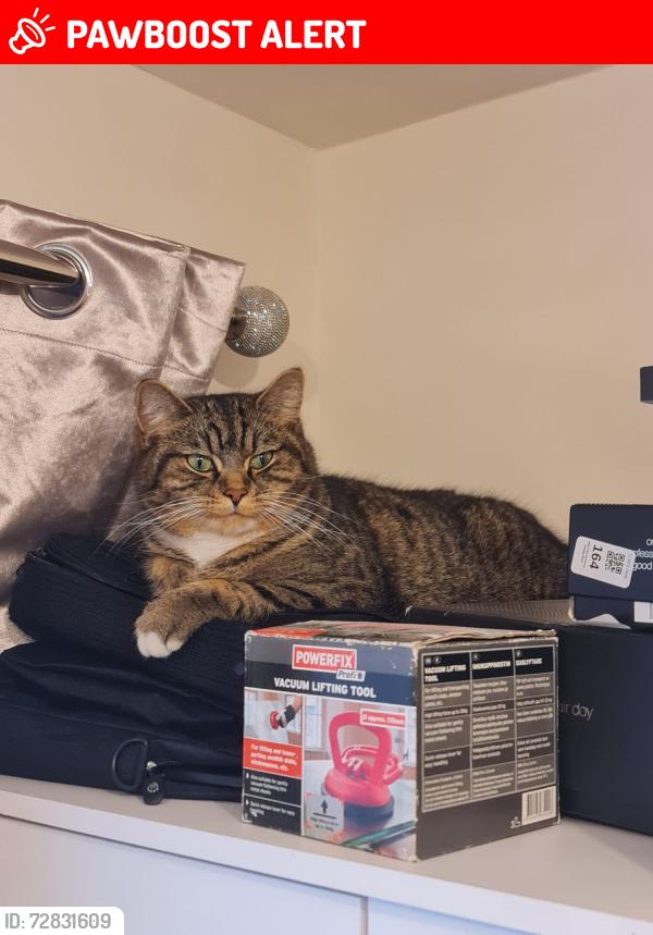 Lost Male Cat last seen Sherwell Avenue Wrexham, Wrexham Principal Area, Wales LL13 9TZ