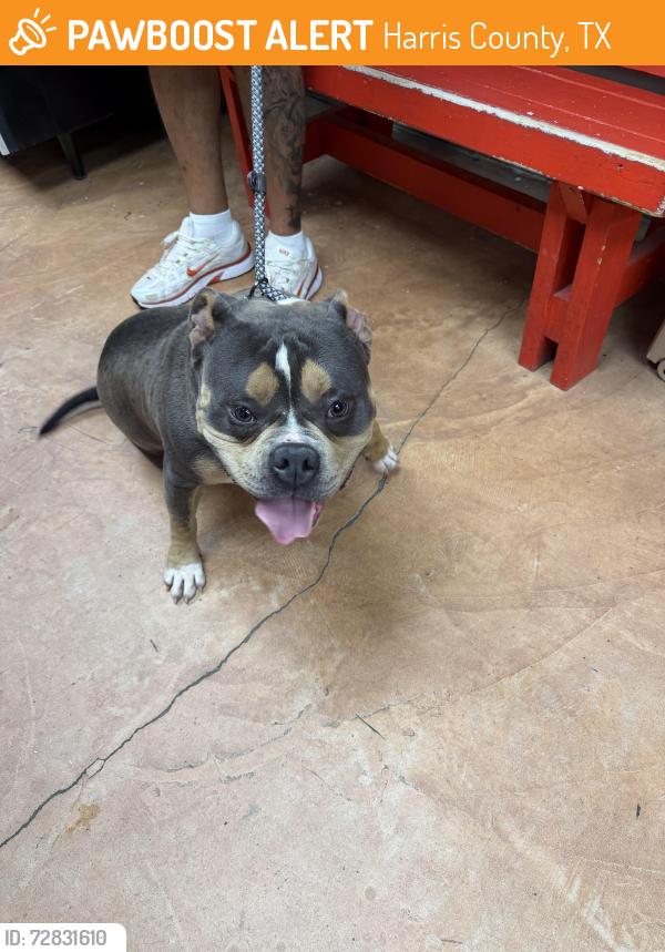 Found/Stray Male Dog last seen Keith harrow blvd and Greenhouse, Harris County, TX 77450