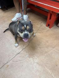 Found/Stray Male Dog last seen Keith harrow blvd and Greenhouse, Harris County, TX 77450