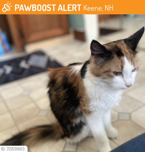 Found/Stray Female Cat last seen Main st, Keene, NH 03431