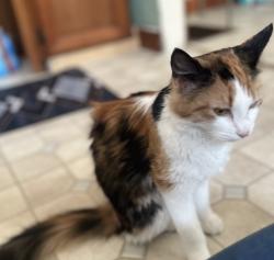 Found/Stray Female Cat last seen Main st, Keene, NH 03431
