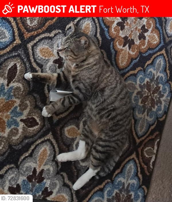 Lost Male Cat last seen Near Green Oaks , Fort Worth TX 76116, Fort Worth, TX 76116