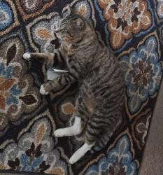 Lost Male Cat last seen Near Green Oaks , Fort Worth TX 76116, Fort Worth, TX 76116