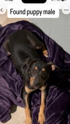 Found/Stray Male Dog last seen North highland park, Bakersfield, CA 93308