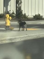 Found/Stray Unknown Dog last seen River ranch , Rialto, CA 92377