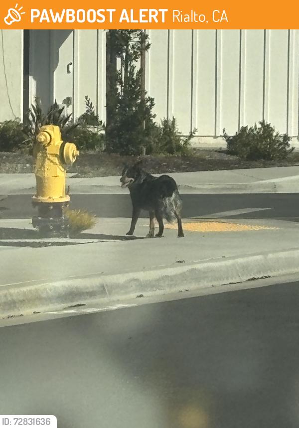 Found/Stray Unknown Dog last seen River ranch , Rialto, CA 92377