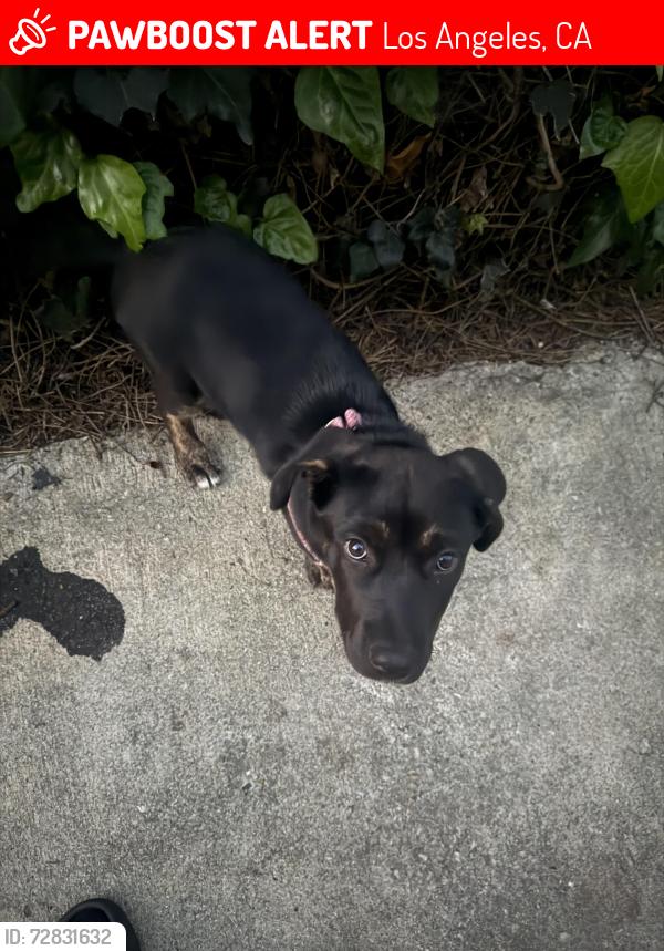 Lost Female Dog last seen Near w century blvd, Los Angeles, CA 90044