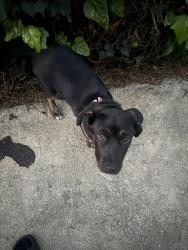 Lost Female Dog last seen Near w century blvd, Los Angeles, CA 90044