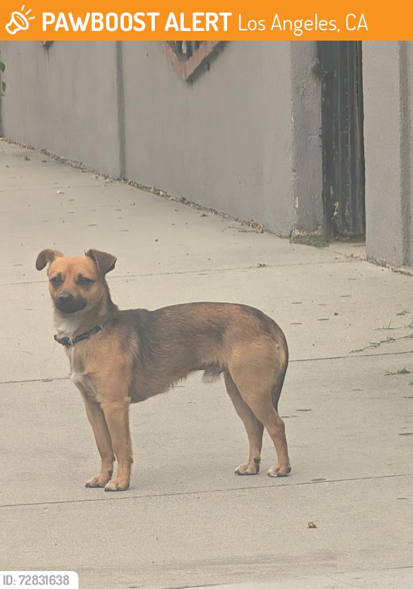 Found/Stray Unknown Dog last seen Central & 80th, Los Angeles, CA 90001