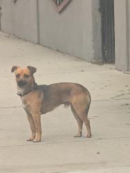 Found/Stray Unknown Dog last seen Central & 80th, Los Angeles, CA 90001