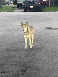 Found/Stray Female Dog last seen Carothers st, Houston, TX 77087