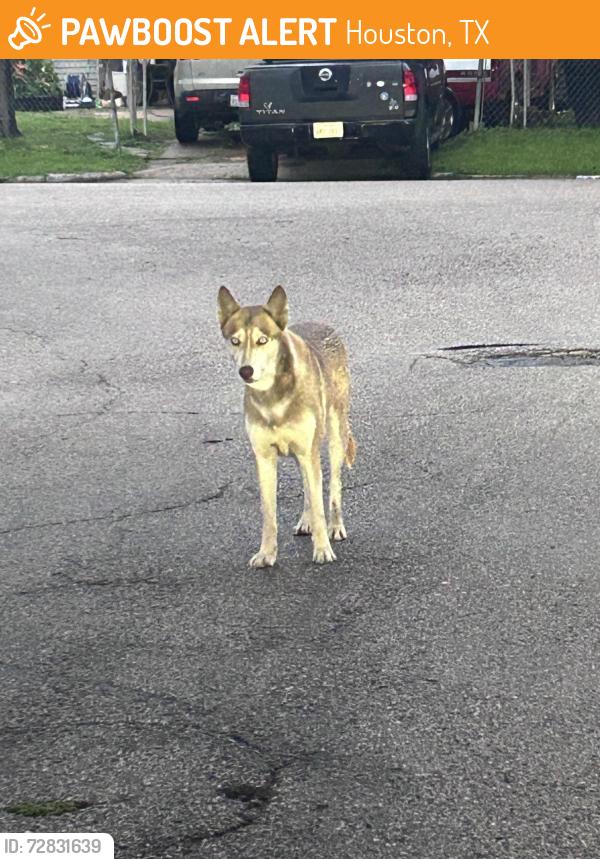 Found/Stray Female Dog last seen Carothers st, Houston, TX 77087