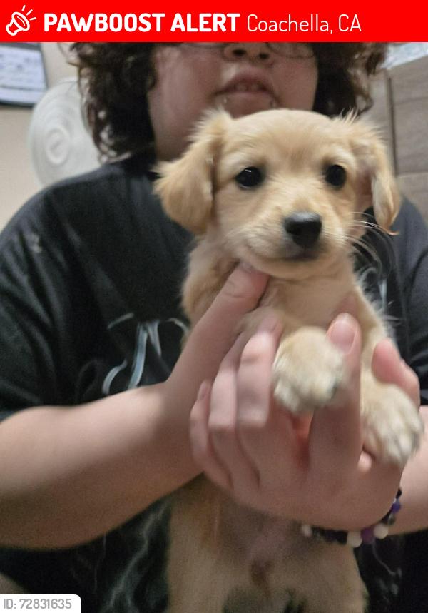 Lost Female Dog last seen Near Cll Bonita, Coaca, CA 92236, Coachella, CA 92236