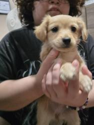 Lost Female Dog last seen Near Cll Bonita, Coaca, CA 92236, Coachella, CA 92236