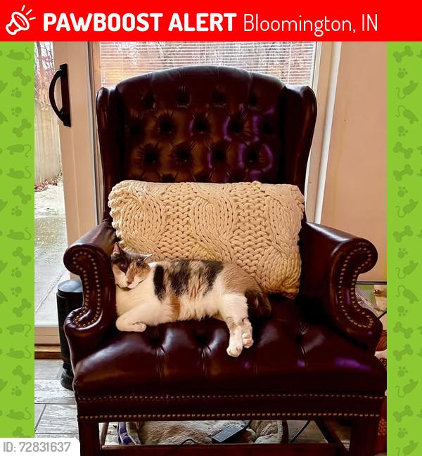 Lost Female Cat last seen W Carter Rd and Breeden Rd Bloomington, IN 47403, Bloomington, IN 47403