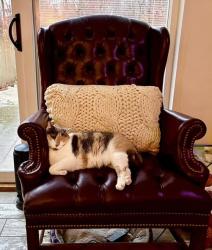 Lost Female Cat last seen W Carter Rd and Breeden Rd Bloomington, IN 47403, Bloomington, IN 47403