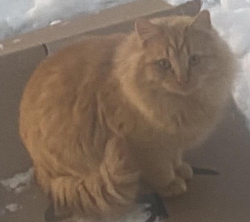 Lost Male Cat last seen C Park, Delphi, IN 46923