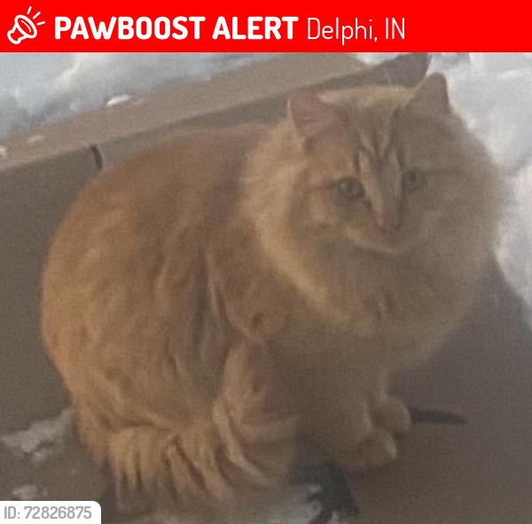 Lost Male Cat last seen C Park, Delphi, IN 46923