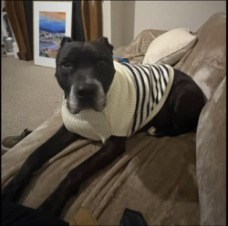 Lost Male Dog last seen Near regent street Sandy Bay, Sandy Bay, TAS 7005