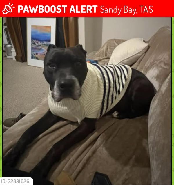 Lost Male Dog last seen Near regent street Sandy Bay, Sandy Bay, TAS 7005