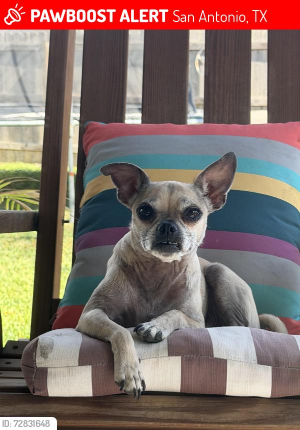 Lost Female Dog last seen Near Sunny Glen , San Antonio, TX 78217