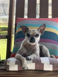 Lost Female Dog last seen Near Sunny Glen , San Antonio, TX 78217