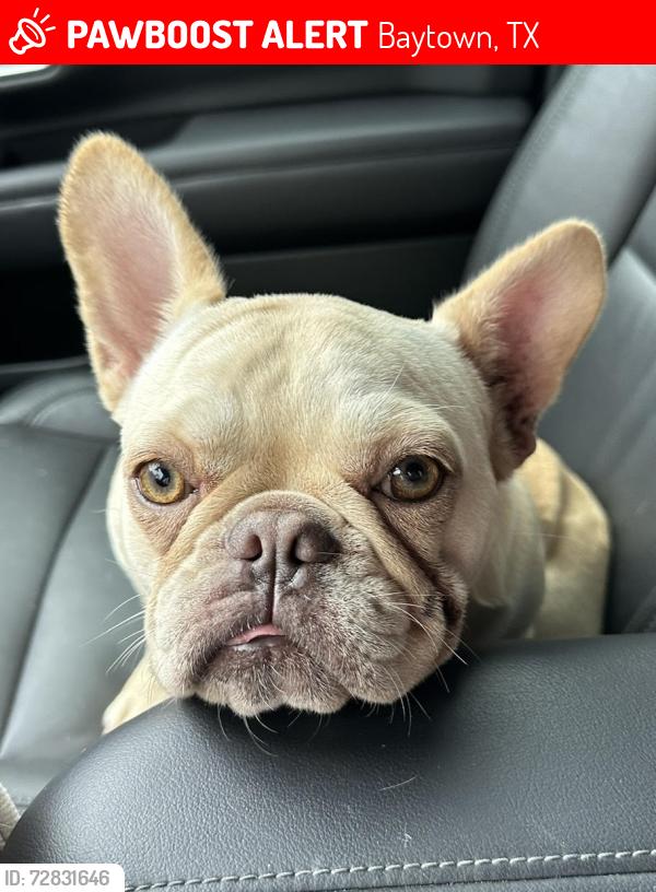 Lost Female Dog last seen Quail Hollow Subdivision, Baytown, TX 77521
