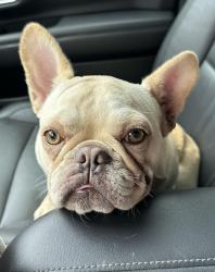 Lost Female Dog last seen Quail Hollow Subdivision, Baytown, TX 77521