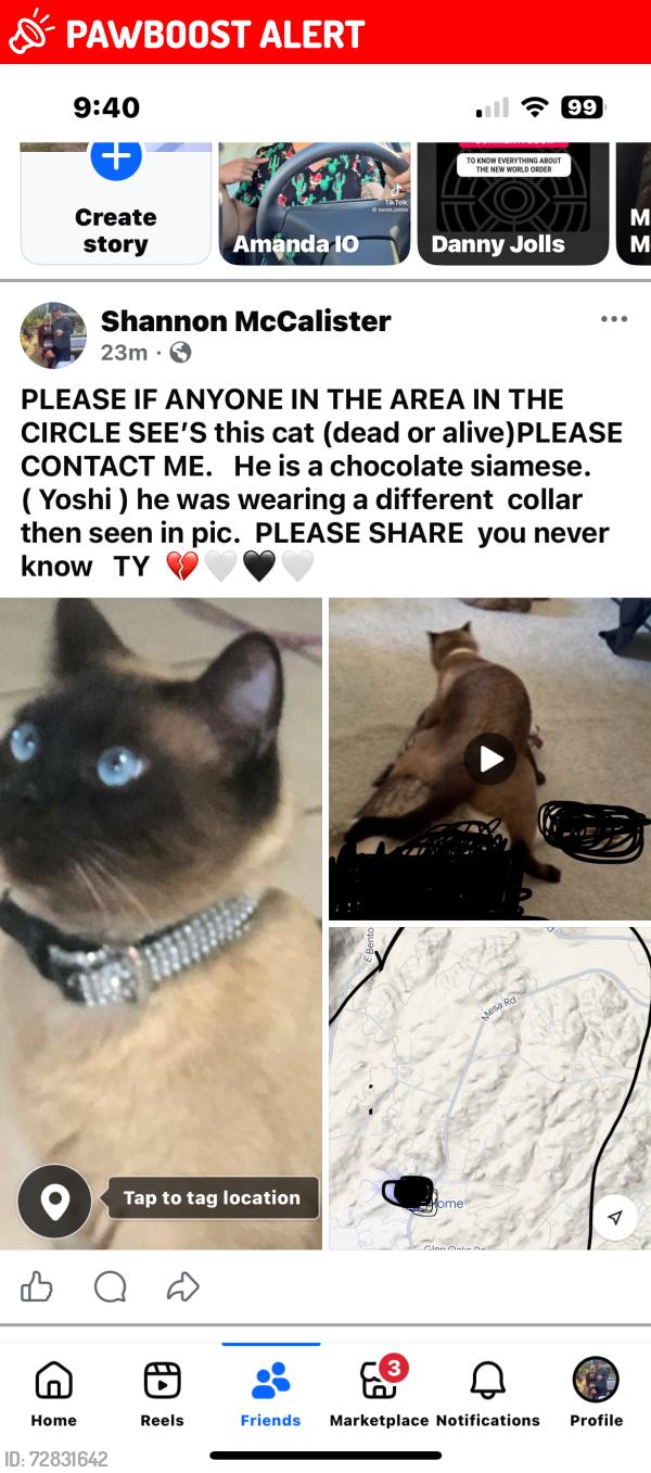 Lost Male Cat last seen Mesa/ glen oaks, Riverside County, CA 92592