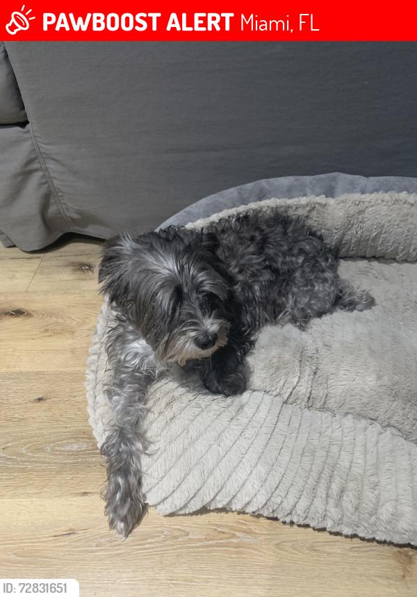 Lost Female Dog last seen Bonita Lakes Deerwood park, Miami, FL 33186