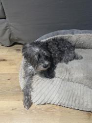Lost Female Dog last seen Bonita Lakes Deerwood park, Miami, FL 33186
