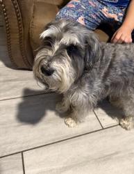 Reunited Male Dog last seen 102nd ave and Indianola, Avondale, AZ 85392
