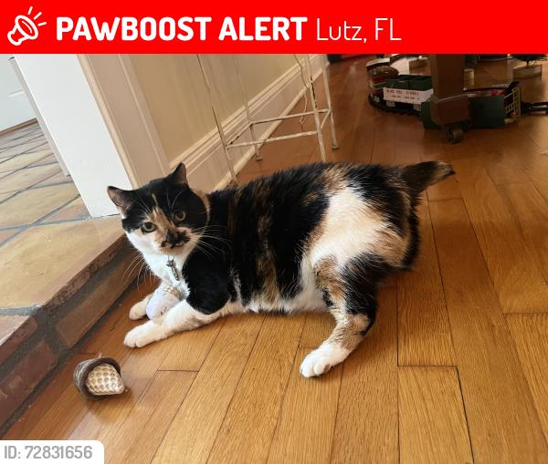 Lost Female Cat last seen Berger Road , Lutz, FL 33548