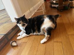 Lost Female Cat last seen Berger Road , Lutz, FL 33548