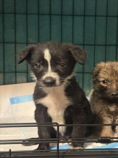 Shelter Stray Male Dog last seen Near BLOCK SIERRA AVE, San Bernardino, CA 92401