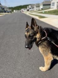 Found/Stray Female Dog last seen Millertown Pike, Knoxville, TN 37924