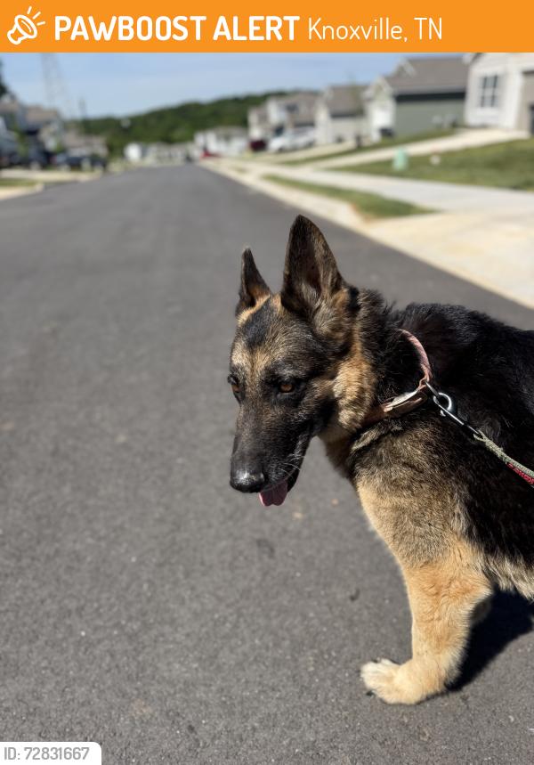 Found/Stray Female Dog last seen Millertown Pike, Knoxville, TN 37924