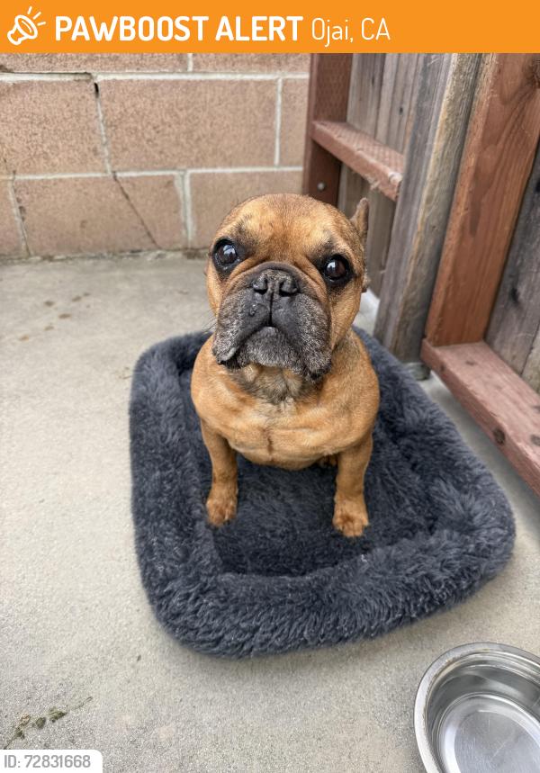 Found/Stray Male Dog last seen Descanso Ave , Ojai, CA 93023