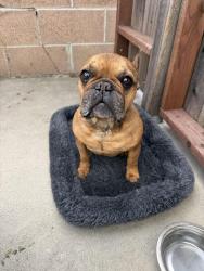Found/Stray Male Dog last seen Descanso Ave , Ojai, CA 93023
