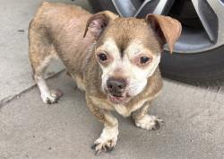 Shelter Stray Unknown Dog last seen BAKER ROAD UMATILLA, Deer Island, FL 32778