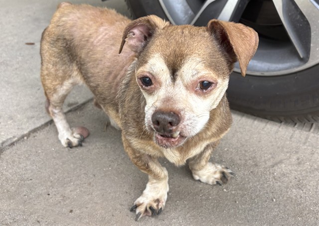 Shelter Stray Unknown Dog last seen BAKER ROAD UMATILLA, Deer Island, FL 32778