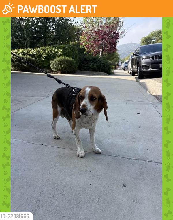Found/Stray Female Dog last seen La Canada Elementary School, La Cañada Flintridge, CA 91011