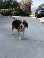 Found/Stray Female Dog last seen La Canada Elementary School, La Cañada Flintridge, CA 91011