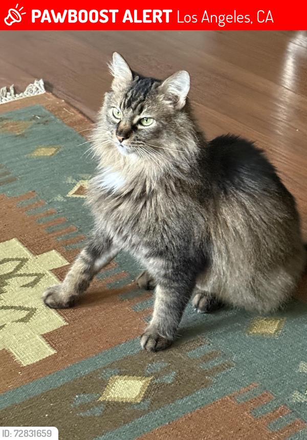 Lost Male Cat last seen North Beverly Glen Blvd and Scenario Lane 90077 area code, Los Angeles, CA 90077