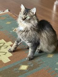 Lost Male Cat last seen North Beverly Glen Blvd and Scenario Lane 90077 area code, Los Angeles, CA 90077