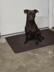 Found/Stray Male Dog last seen Apache meadows , Cypress Meadows, TX 77449